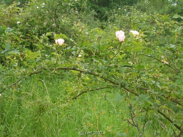 2007 05 Séjour en Brenne 008